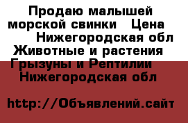 Продаю малышей морской свинки › Цена ­ 450 - Нижегородская обл. Животные и растения » Грызуны и Рептилии   . Нижегородская обл.